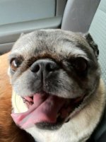 dog6.jpg