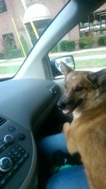 dog4.jpg