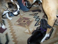 Dec 1 2014  Puppy 091.jpg
