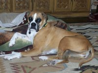 Dec 1 2014  Puppy 076.jpg