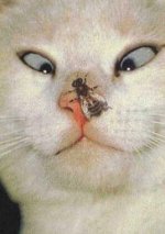 cat fly.jpg