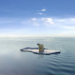 word-sell-polar-bear-adrift.jpg