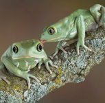 frog_licking_frog-285x280.jpg