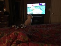 maxtv2.jpg