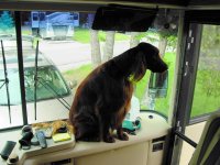 Guarddog.jpg