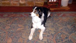 Chloe Dog, laying turned left, 2014.jpg