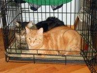 Rouge & Charlie in crate.JPG