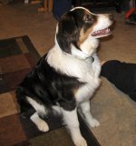 Chloe Dog siting right.JPG