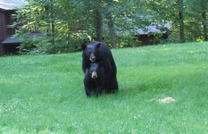 Bears.jpg
