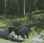 Bear4.jpg