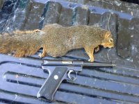 106021d1424467150-ruger-mk-ii-vs-squirrel-20150219_151211.jpg