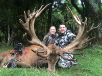 red stag.jpg