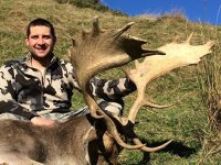 fallow deer.jpg