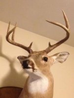deer 8 pt.jpg