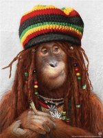 funny_monkey_dress_up_1001.jpg