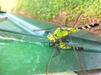 dragonfly eating dragonfly.jpg