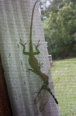 Lizard & dragonfly 1.jpg