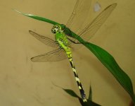20140313_170209.jpg