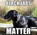 Labs.jpg