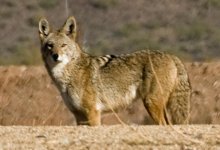 Large  Coyote.jpg