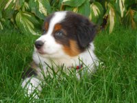 Chloé Dog, Puppy looking left, 8-24-2012.JPG
