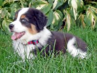 Chloe puppy DSCN1469 zi.JPG