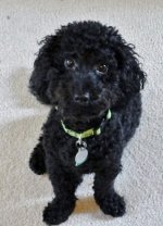 ROSCO.JPG