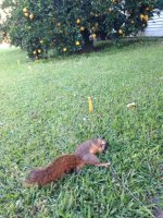 squirrel.JPG