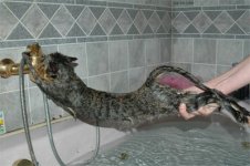 cat in tub.jpg