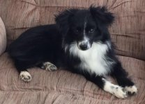 Maisie on the big fat chair.jpg