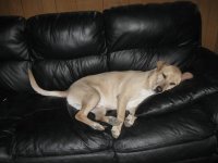 Charley couch critter 2-15.jpg
