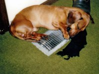 Igor-&-chewed-up-sock_0060W.jpg
