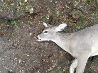 1st Deer.JPG