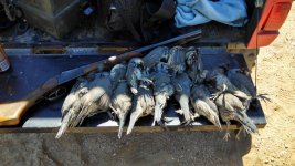 quail.jpg