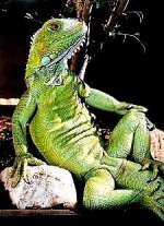 lizard2.jpg