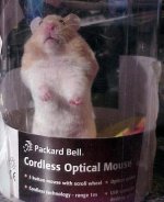 ComputerMouse.jpg