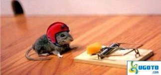 daredevilmouse-f2b.jpg