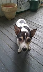 zoey.jpg