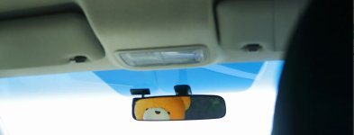 bear in mirror.JPG