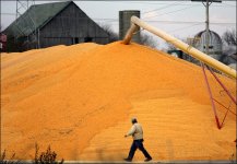 harvest5.jpg