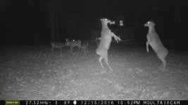 Deer Dance.jpg