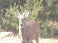 little buck.JPG