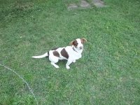 317pups 003.JPG