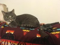 colt and cat.jpg