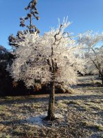 Ice Tree.jpg
