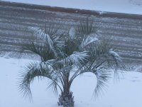 palm snow.jpg