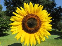 IMG_0915.JPG