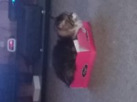 Boxed Tim.jpg