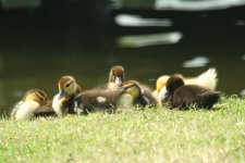 IMG_3625-161034787-O.jpg