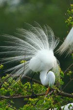 Plumage-161033732-O.jpg